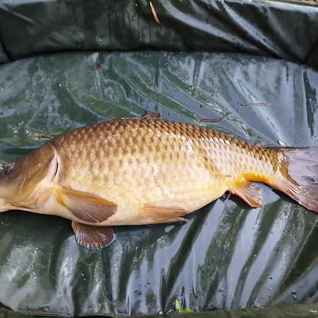La Maison De L'etang Frühstückspension